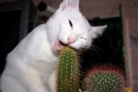 cactussousmarin